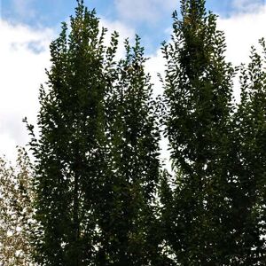 Carpinus betulus 'Fastigiata' 18-20 EHS